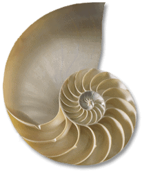 Nautilus